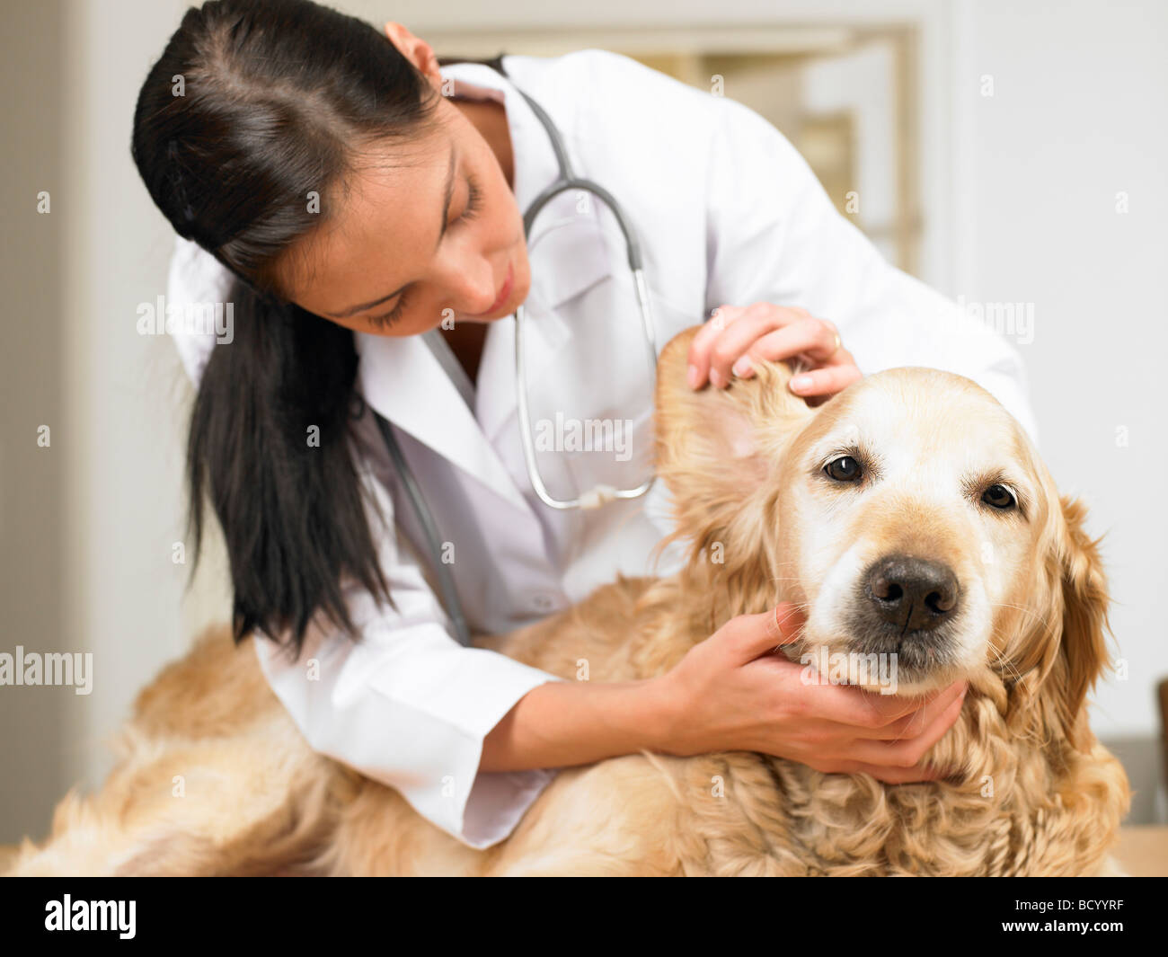 Veterinarian with dog Stock Photo Alamy
