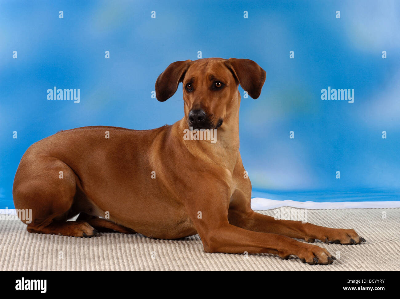 Rhodesian Ridgeback. Lying adult dog as a cut-out in front of a blue ...