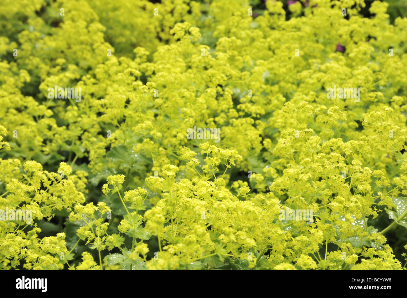 Alchemilla Mollis Lady's Mantle in spring Stock Photo