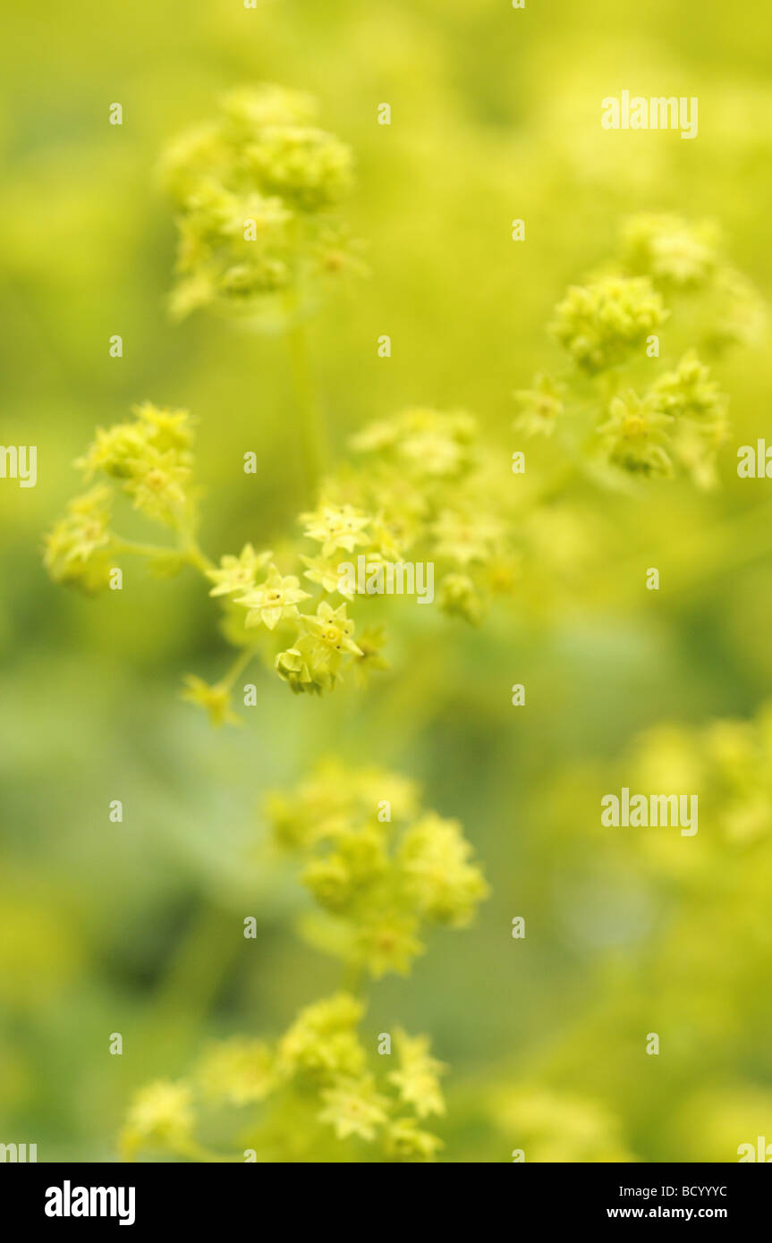 Alchemilla Mollis Lady's Mantle in spring Stock Photo