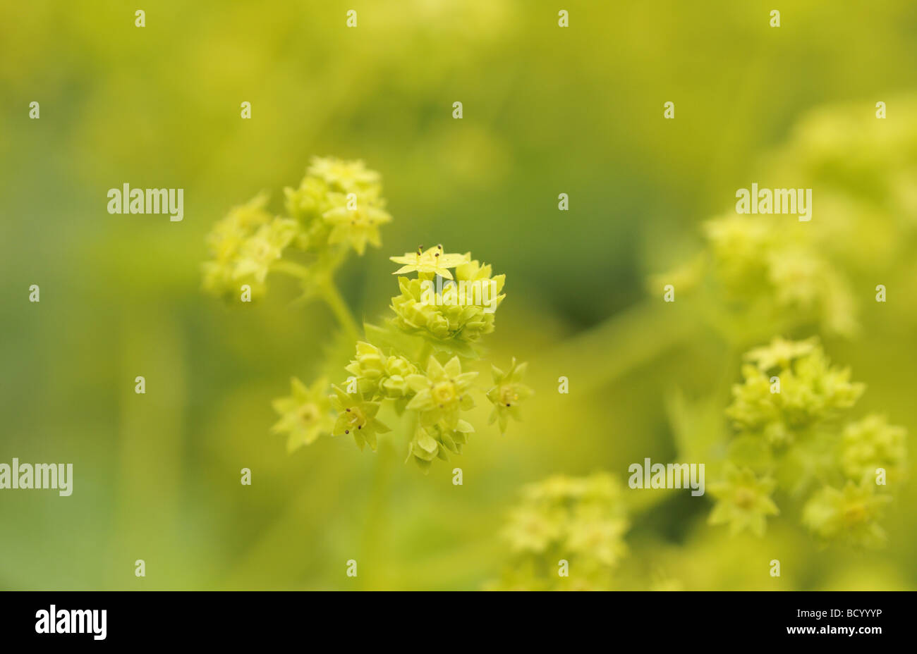 Alchemilla Mollis Lady's Mantle in spring Stock Photo