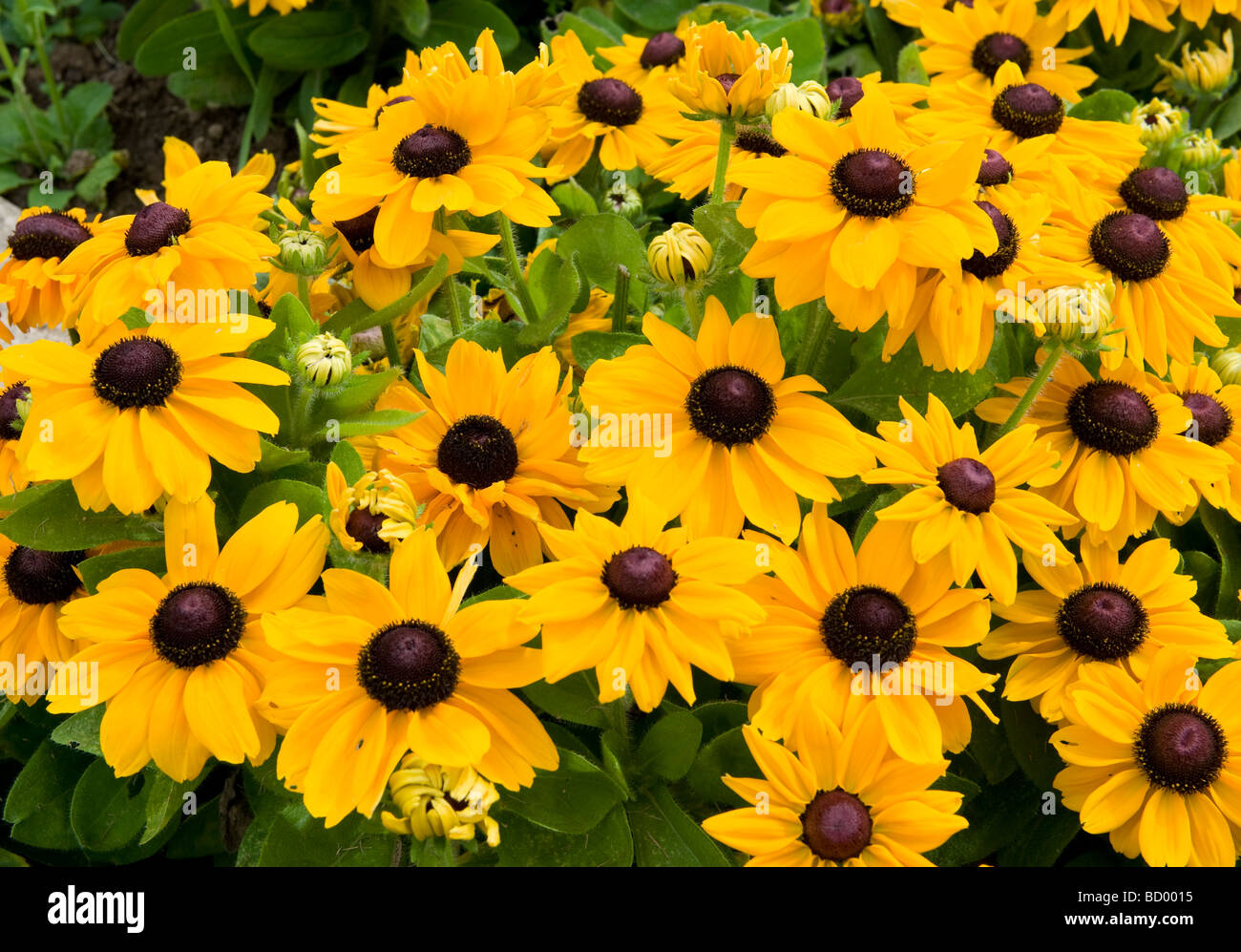 Dwarf coneflower hires stock photography and images Alamy