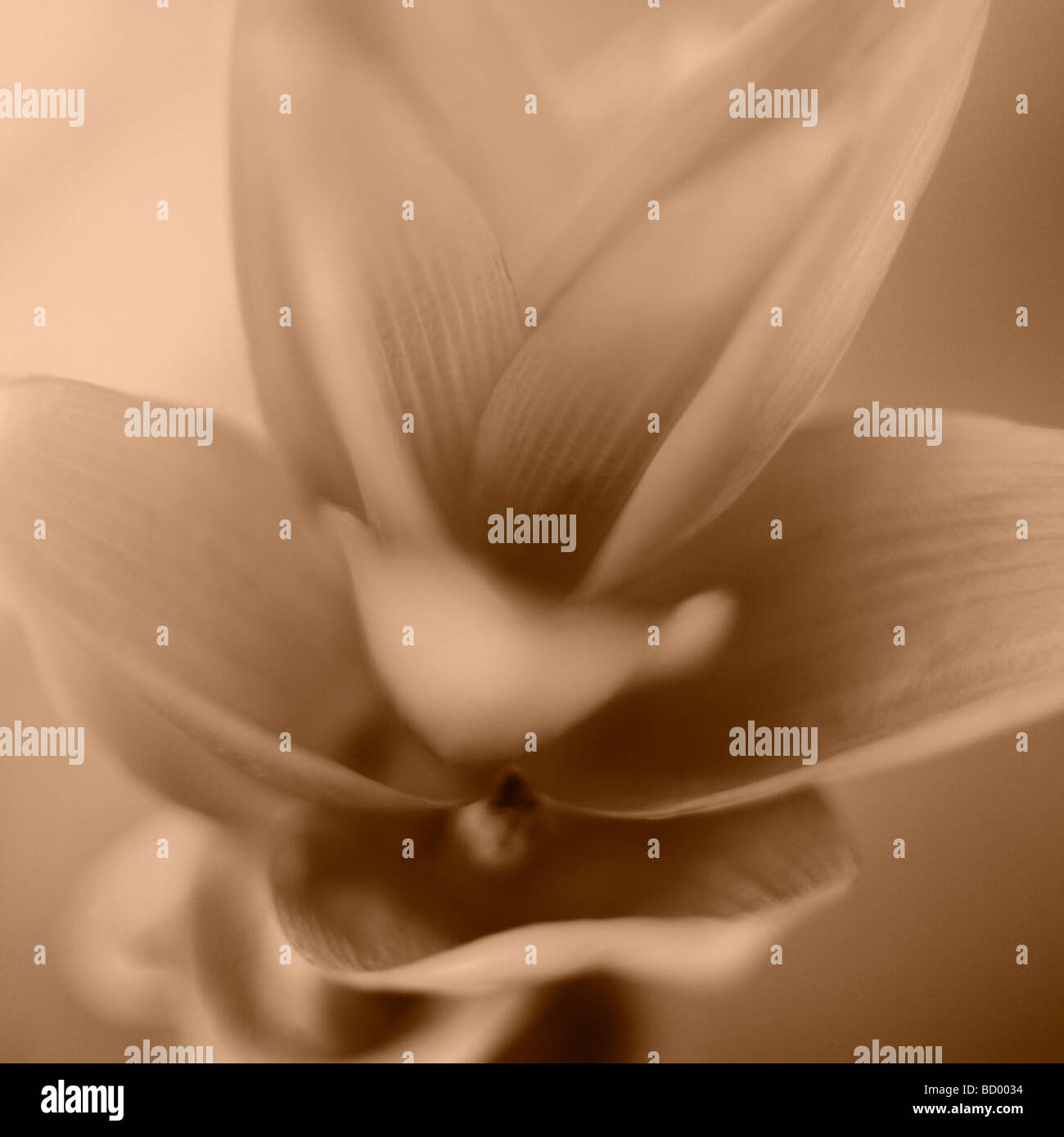 Sepia fine art flower hi-res stock photography and images - Alamy