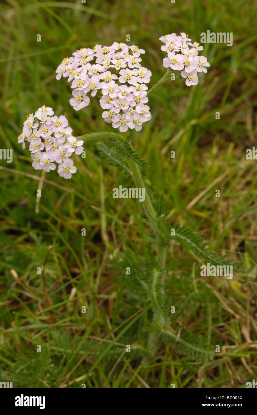 Yarrow, achillea millefolium, wildflower, Fleet Valley, Dumfries & Galloway, Scotland Stock Photo