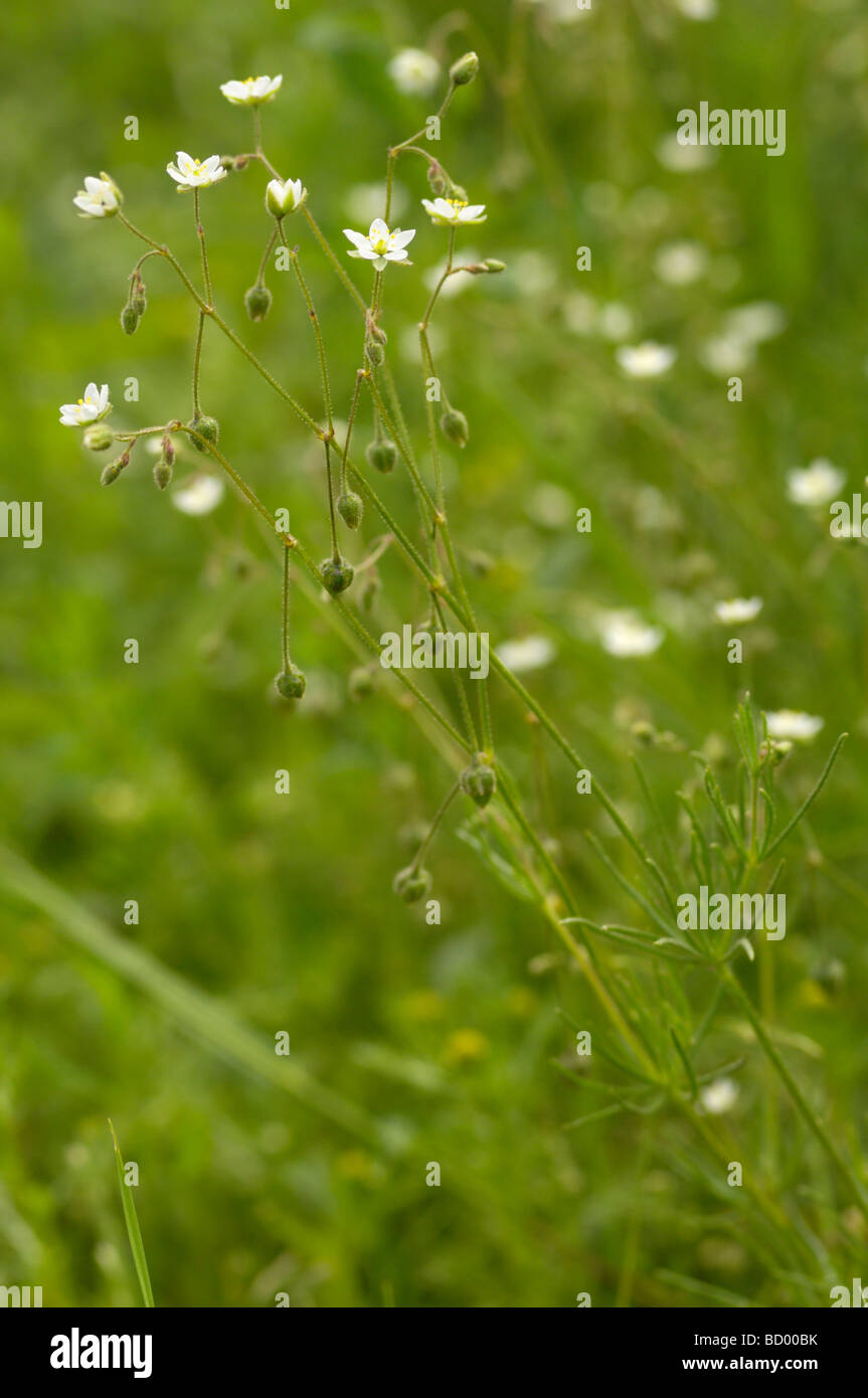 Corn Spurrey, spergula arvensis, wildflower, Fleet Valley, Dumfries & Galloway, Scotland Stock Photo