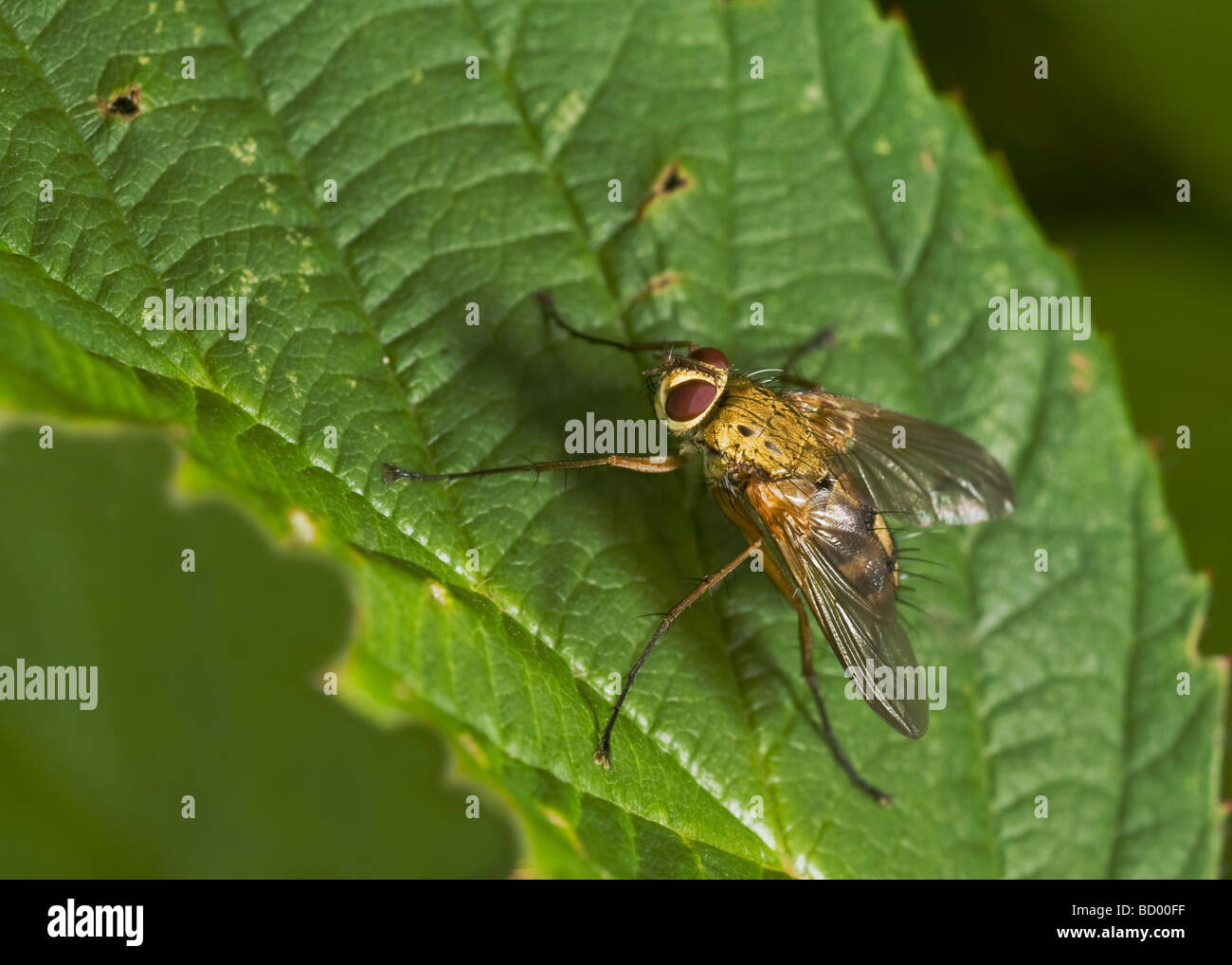 Dexia rustica fly sitting on a leaf. Stock Photo