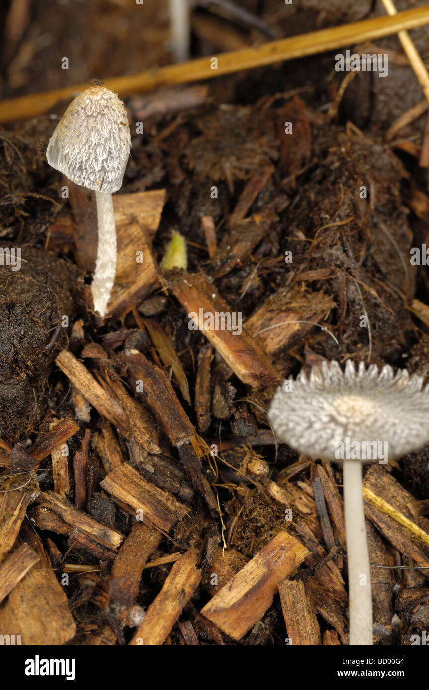 Inkcap, coprinus narcoticus, fungi on horse dung Stock Photo