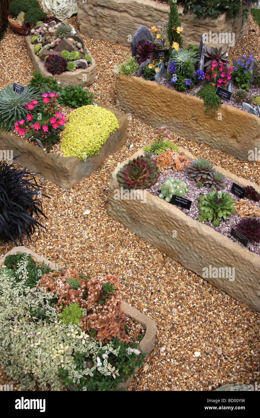 Various plants and succulents planted in troughs, on display at RHS show, Tatton Park Stock Photo