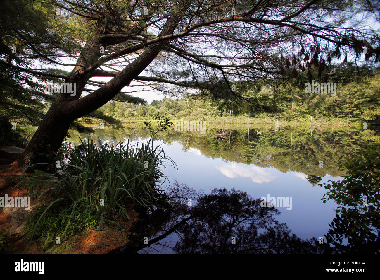 pond reflections Massachusetts Stock Photo