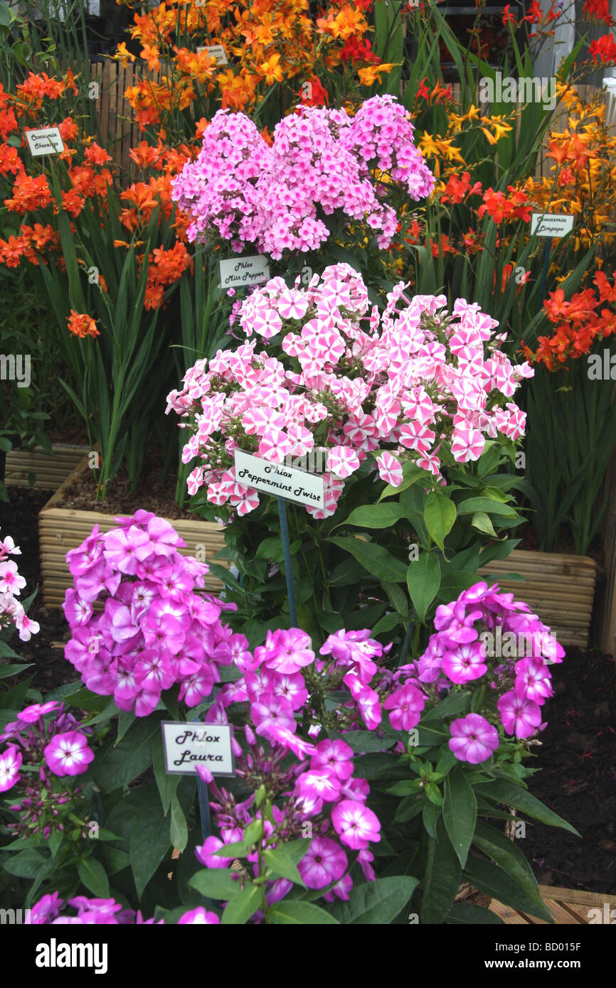 Phlox flowers on display at RHS show, Tatton Park Stock Photo
