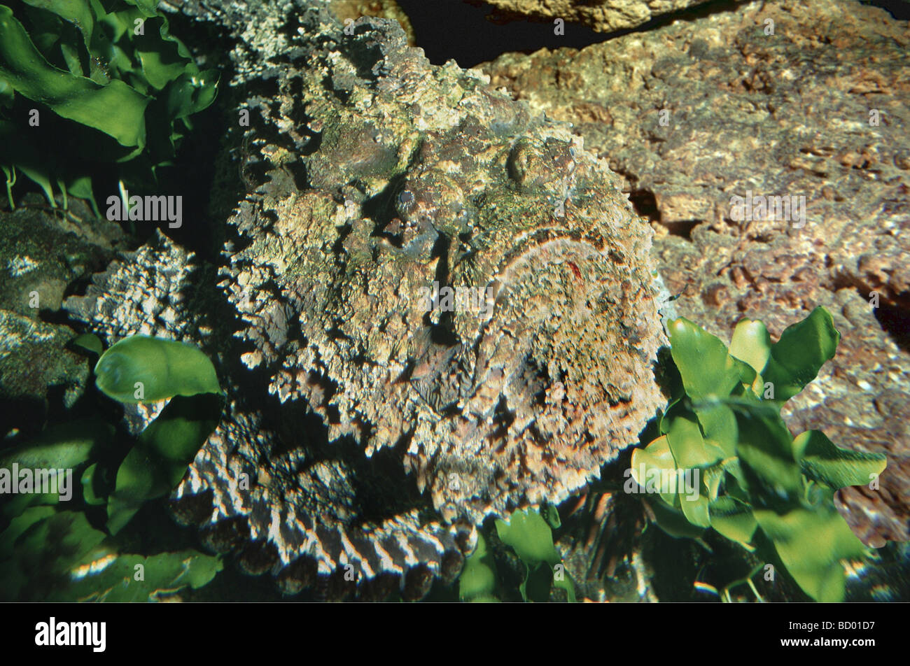 Stonefishes hi-res stock photography and images - Alamy