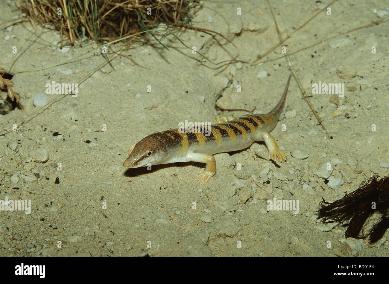 Common Skink / sandfish in sand / Scincus scincus Stock Photo