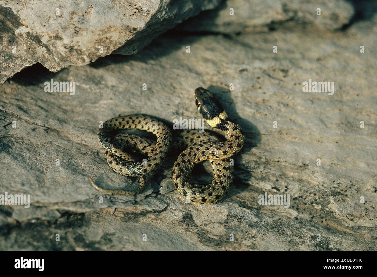 Aesculapian snake / Elaphe longissima Stock Photo