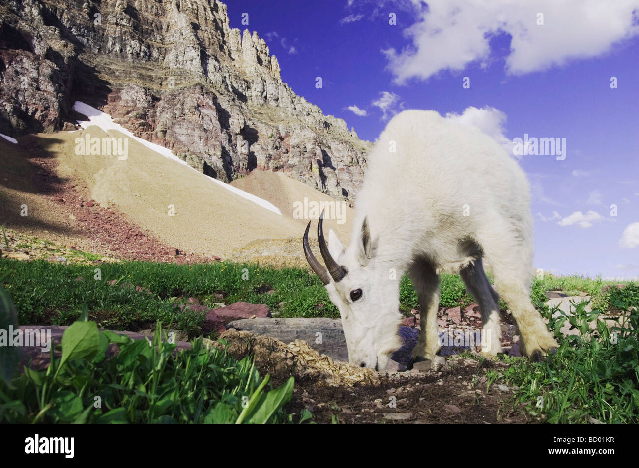 Mountain goats salt lick hi-res stock photography and images - Alamy