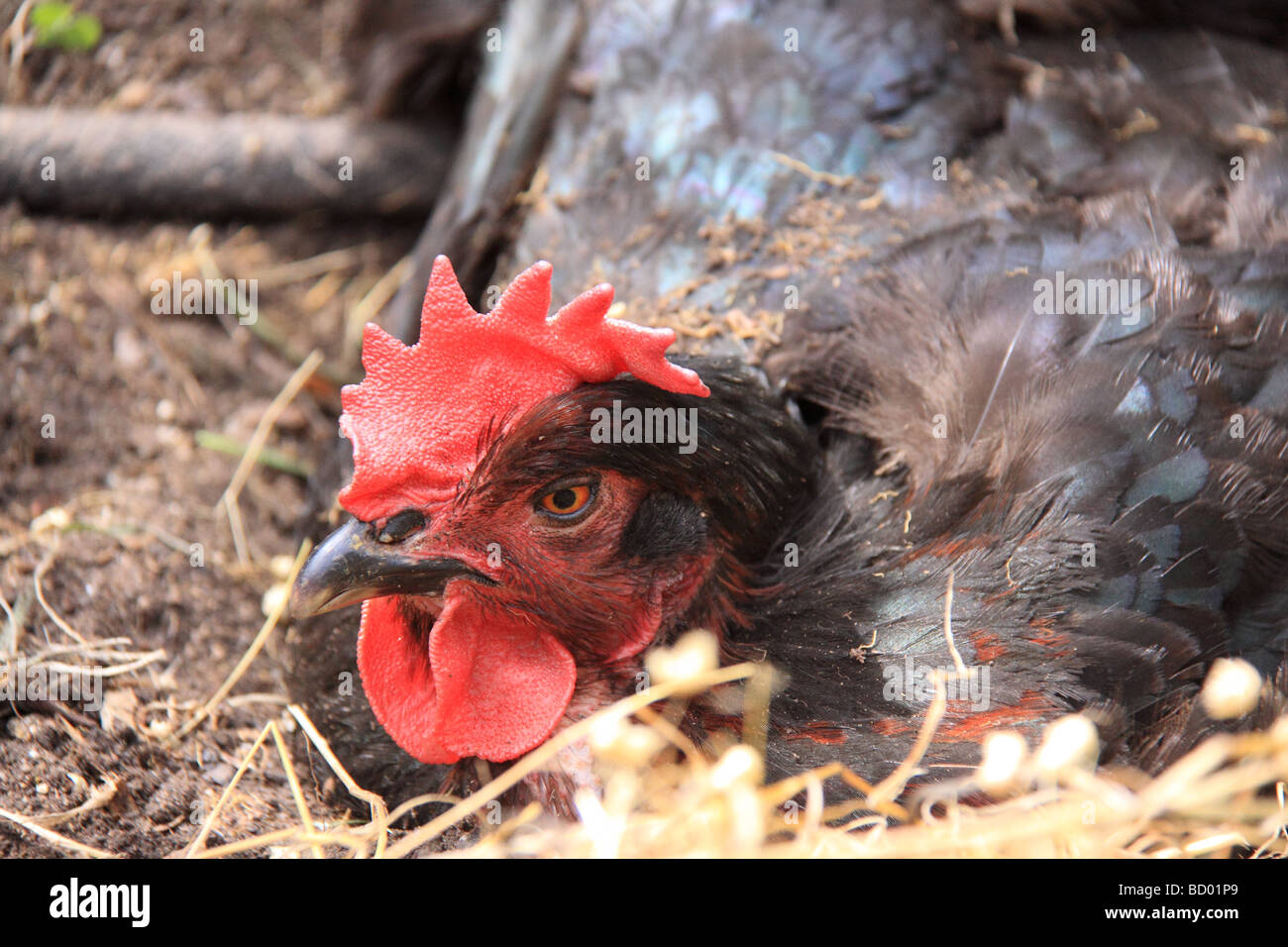 A Black Rock hen enjoying a dust bath Stock Photo