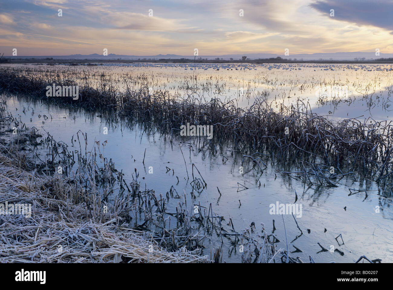 Sunrise over Wetland with snow geese Bosque del Apache National Wildlife Refuge Socorro New Mexico USA  Stock Photo