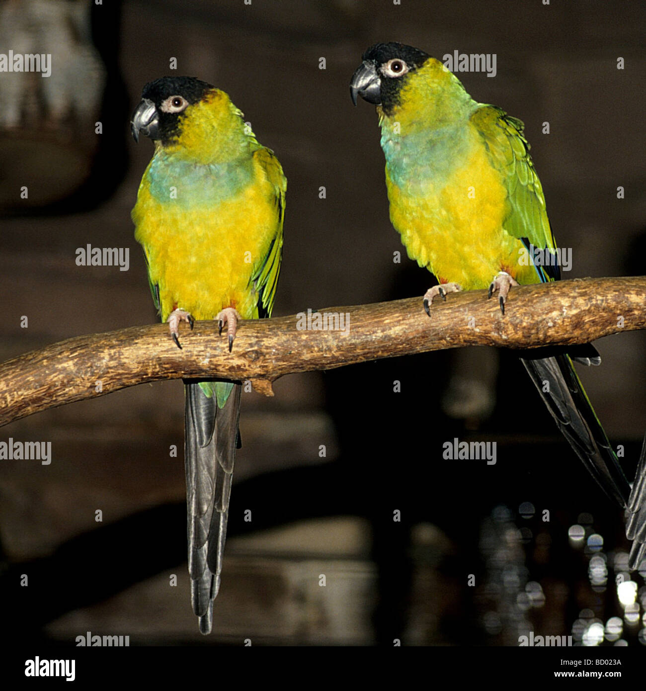 two Nanday Parakeets on branch Stock Photo - Alamy