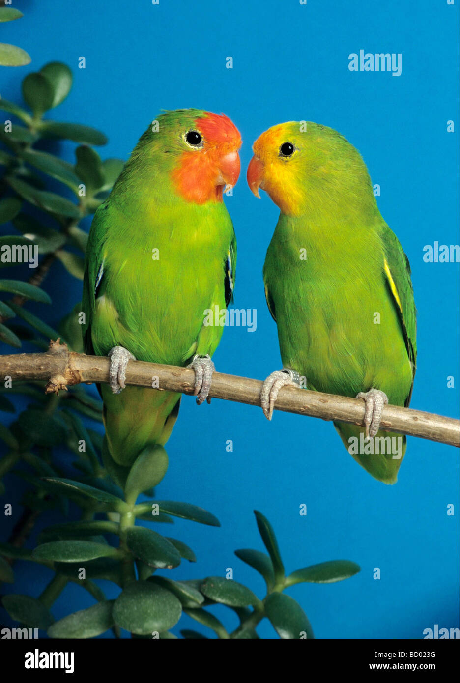red-faced lovebirds ( left - male , rigth - female ) Stock Photo