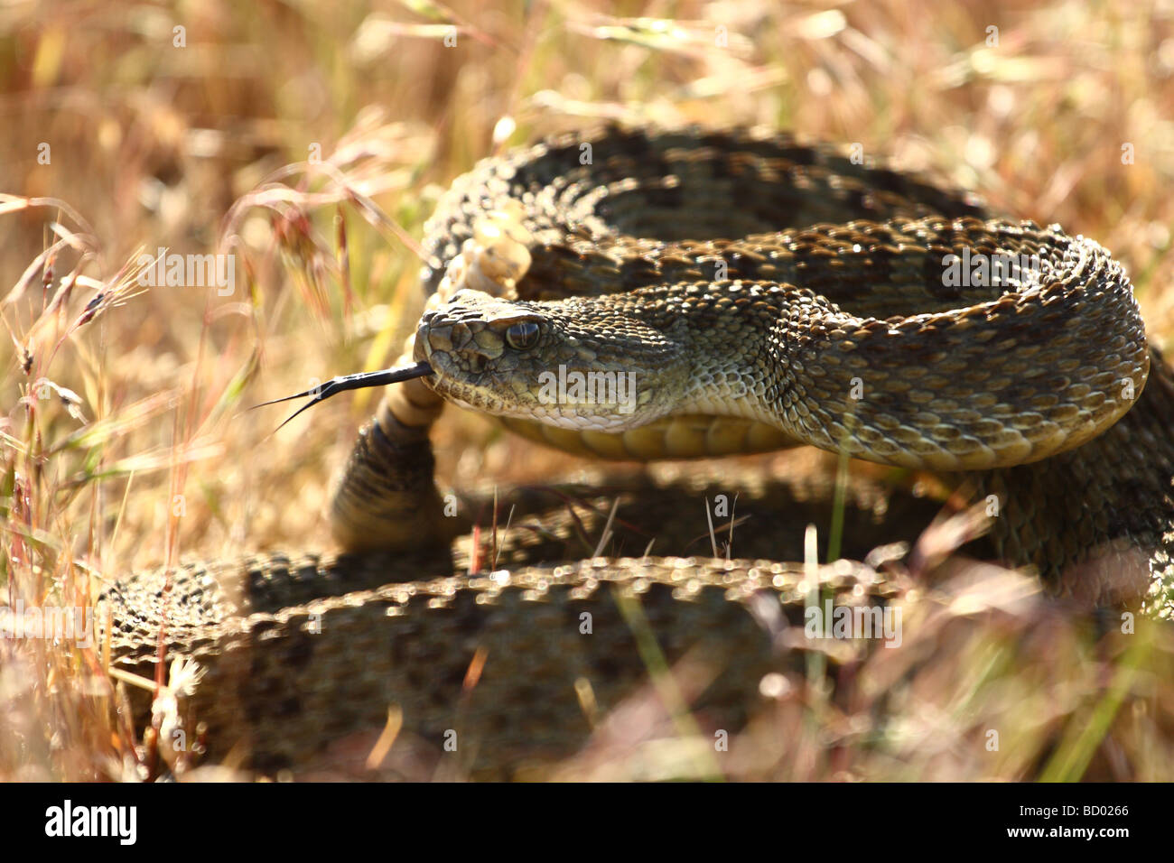 Prairie Rattlesnake Stock Photo
