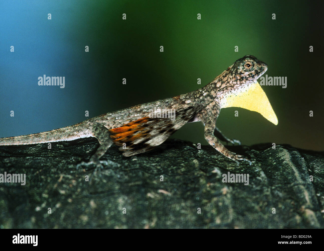 Flying Lizard Or Flying Dragon Draco Sp Stock Photo 25202726 Alamy
