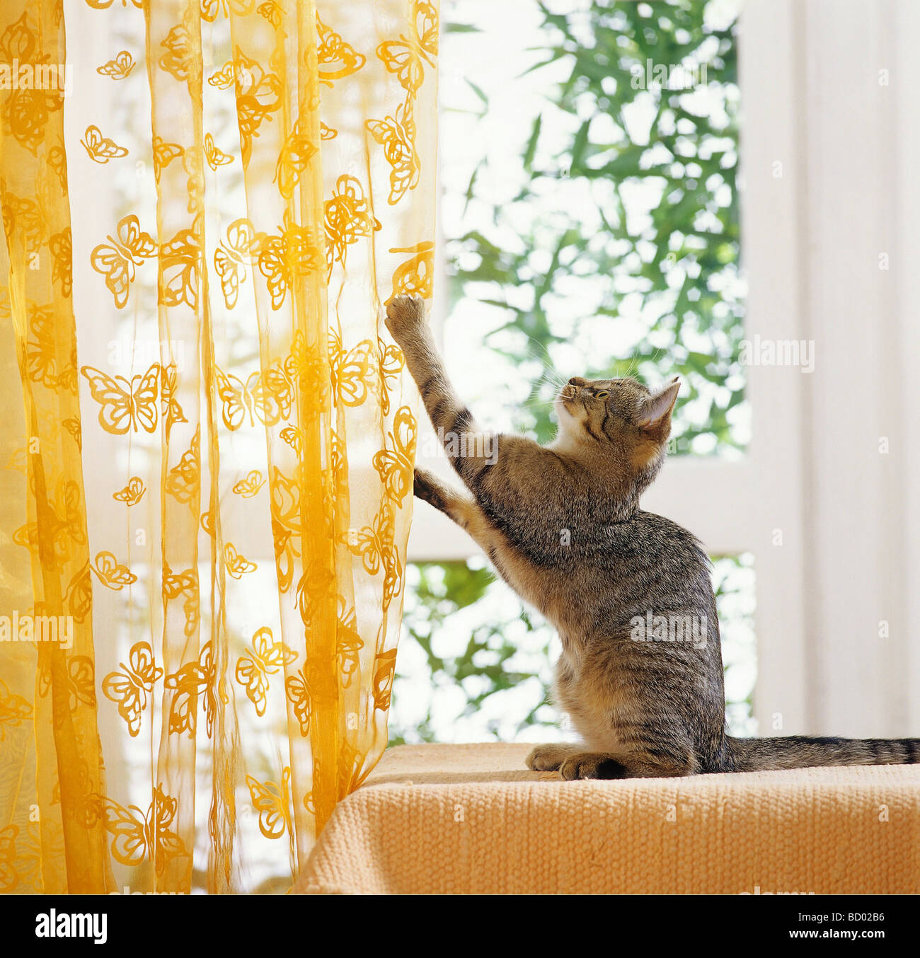 bad habit domestic cat climbing at curtain Stock Photo Alamy