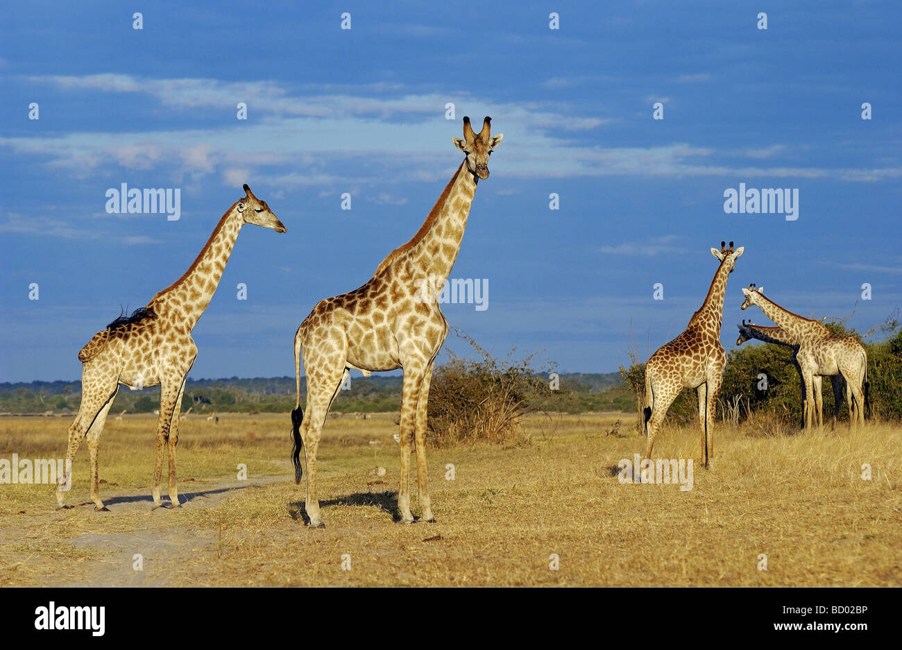 Giraffen - stehend - in Savanne / giraffes - standing - in savannah / Giraffa camelopardalis Stock Photo