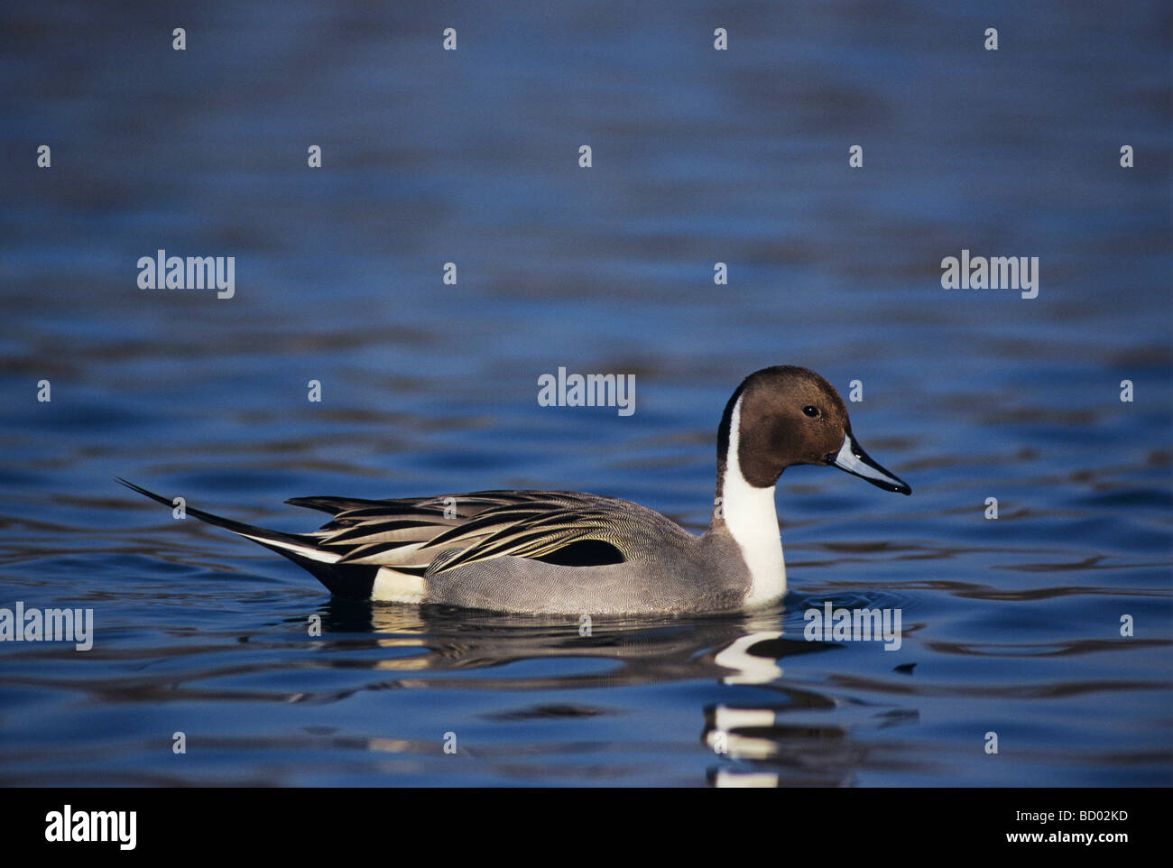 Northern Pintail Anas acuta male Bosque del Apache National Wildlife Refuge New Mexico USA December 2003 Stock Photo