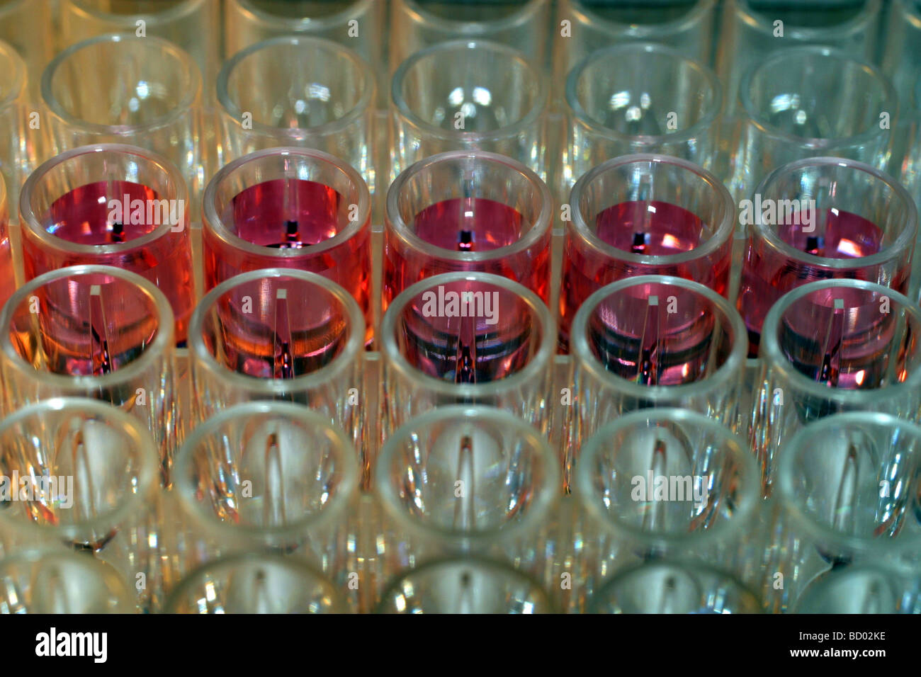 96 well plate with culture medium containing phenol red pH indicator