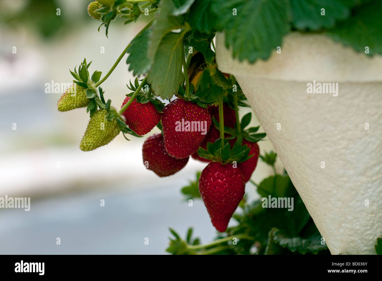 Strawberry ready for picking hi-res stock photography and images - Alamy