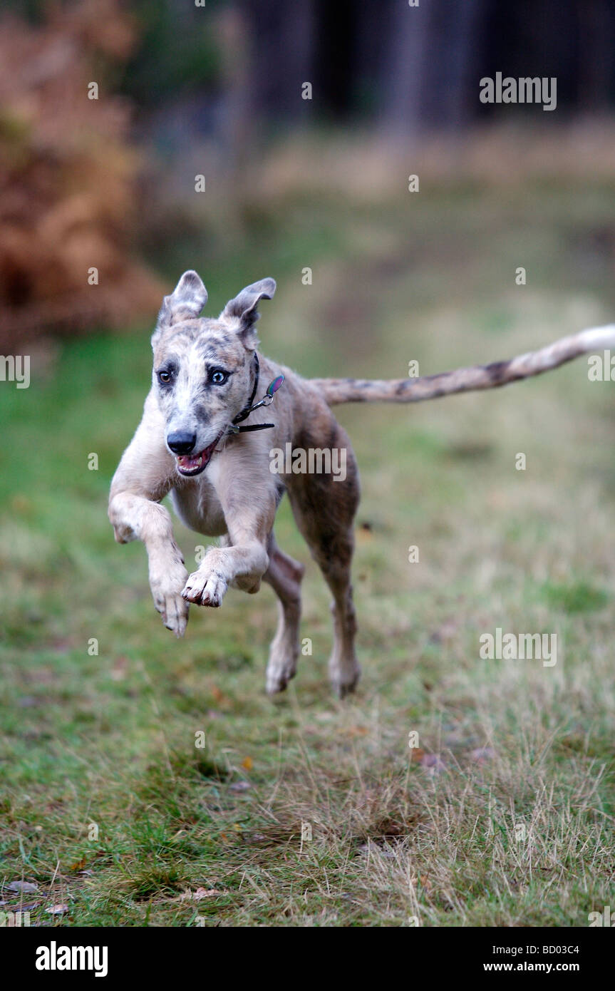 Working lurcher hires stock photography and images Alamy