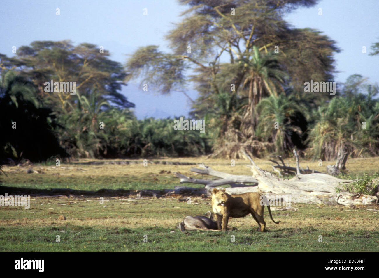 Lioness with dead wildebeest she has just killed Amboseli National Park Kenya East Africa Stock Photo