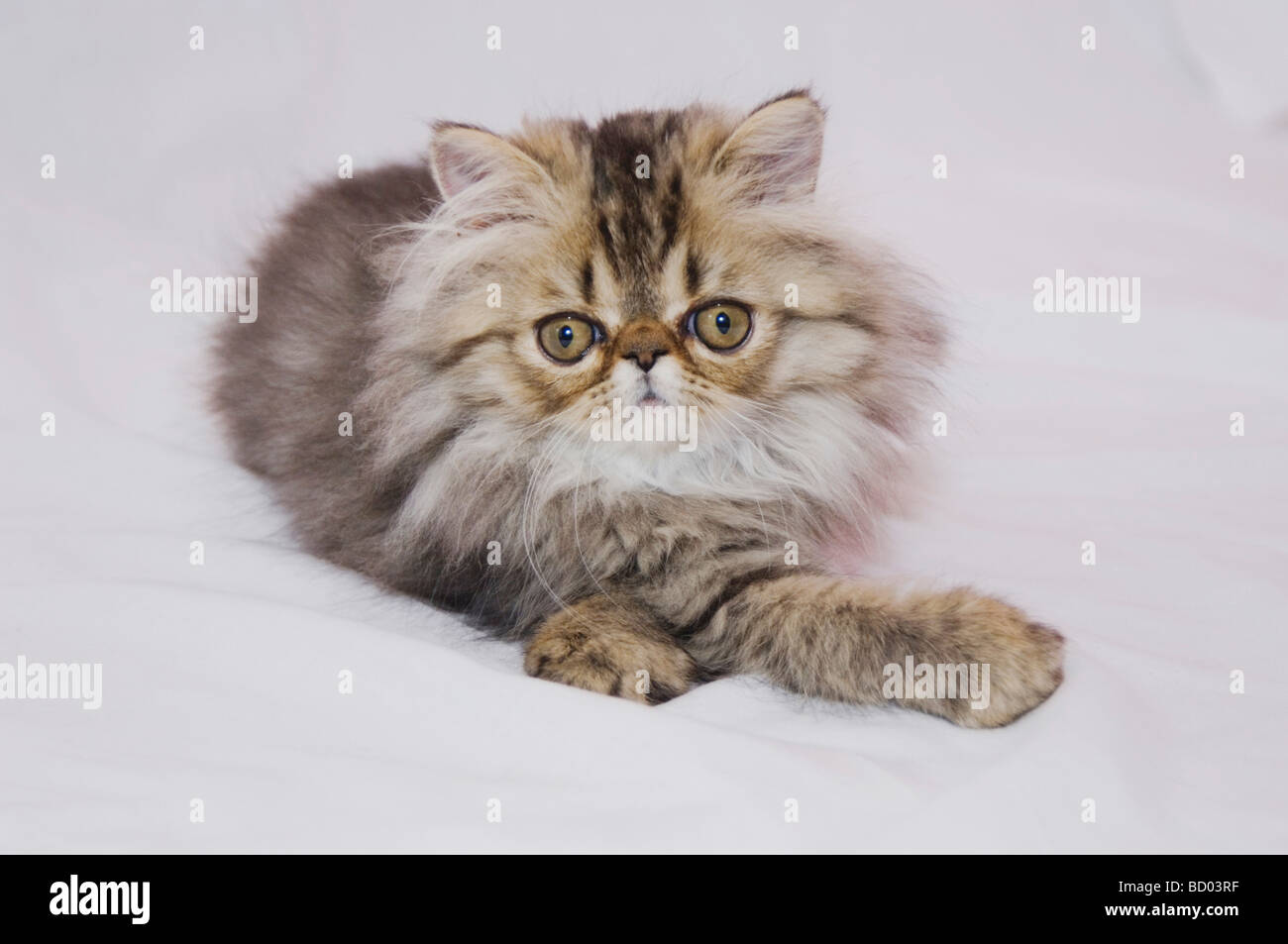 Brown Tabby Persian Hi Res Stock Photography And Images Alamy
