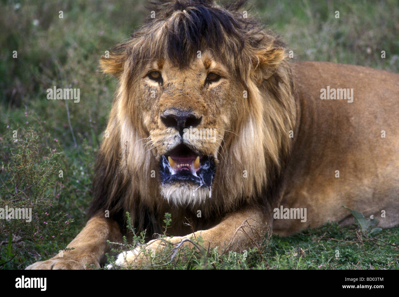 Portrait of scruffy untidy male lion with flattened mane and froth in his mouth Serengeti National Park Tanzania East Africa Stock Photo