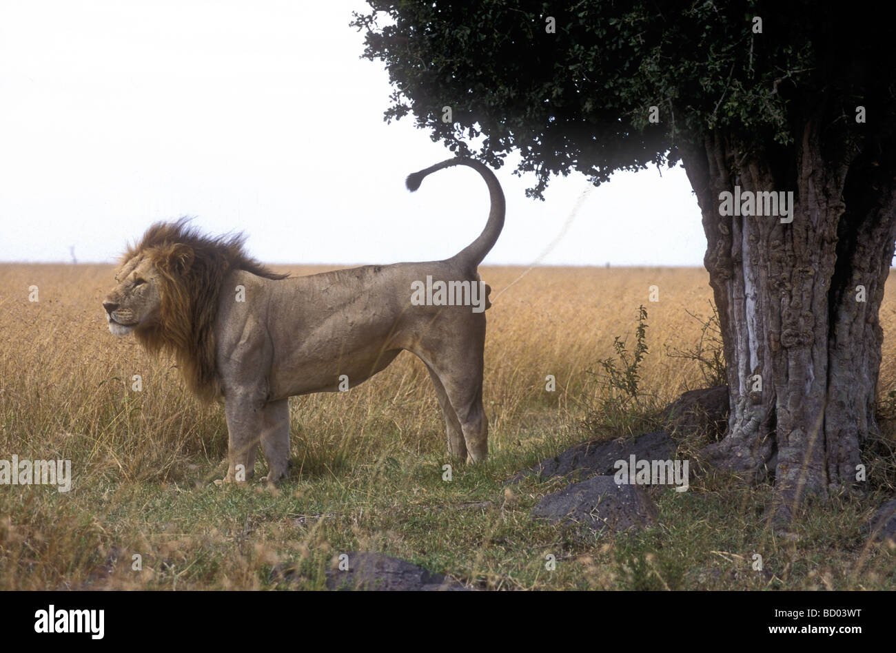 Territorial behaviour Male lion marking territory spraying urine against tree Masai Mara National Reserve Kenya East Africa Stock Photo