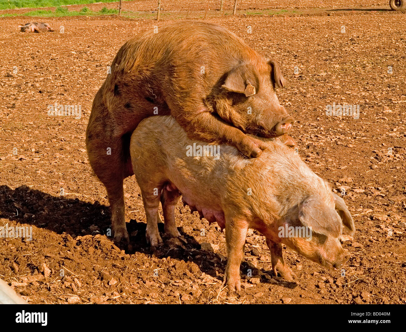 Pigs mating hi-res stock photography and images - Alamy