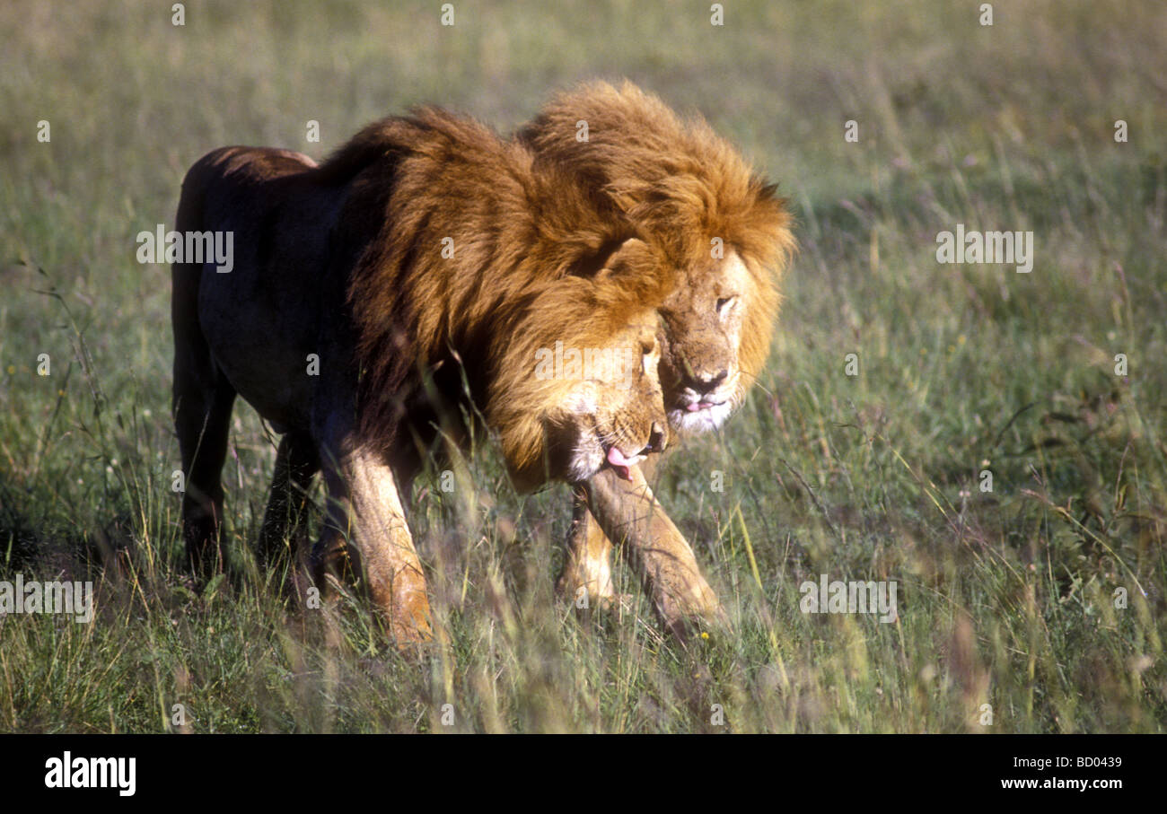 Two male lions with fine manes rubbing their heads together to greet each other Masai Mara National Reserve Kenya East Africa Stock Photo