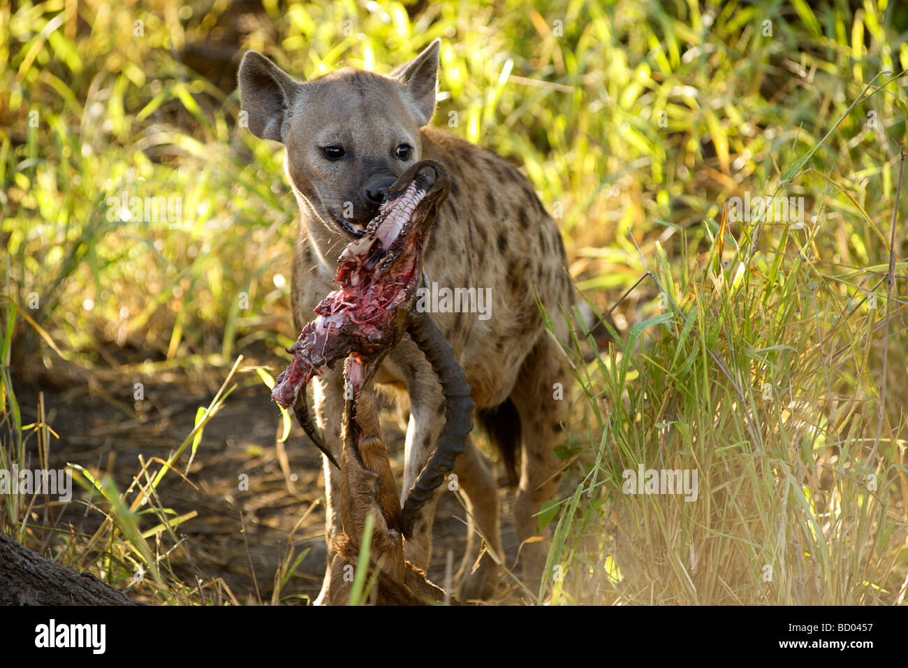 A spotted or laughing hyena (Crocuta crocuta) with an antelope skull