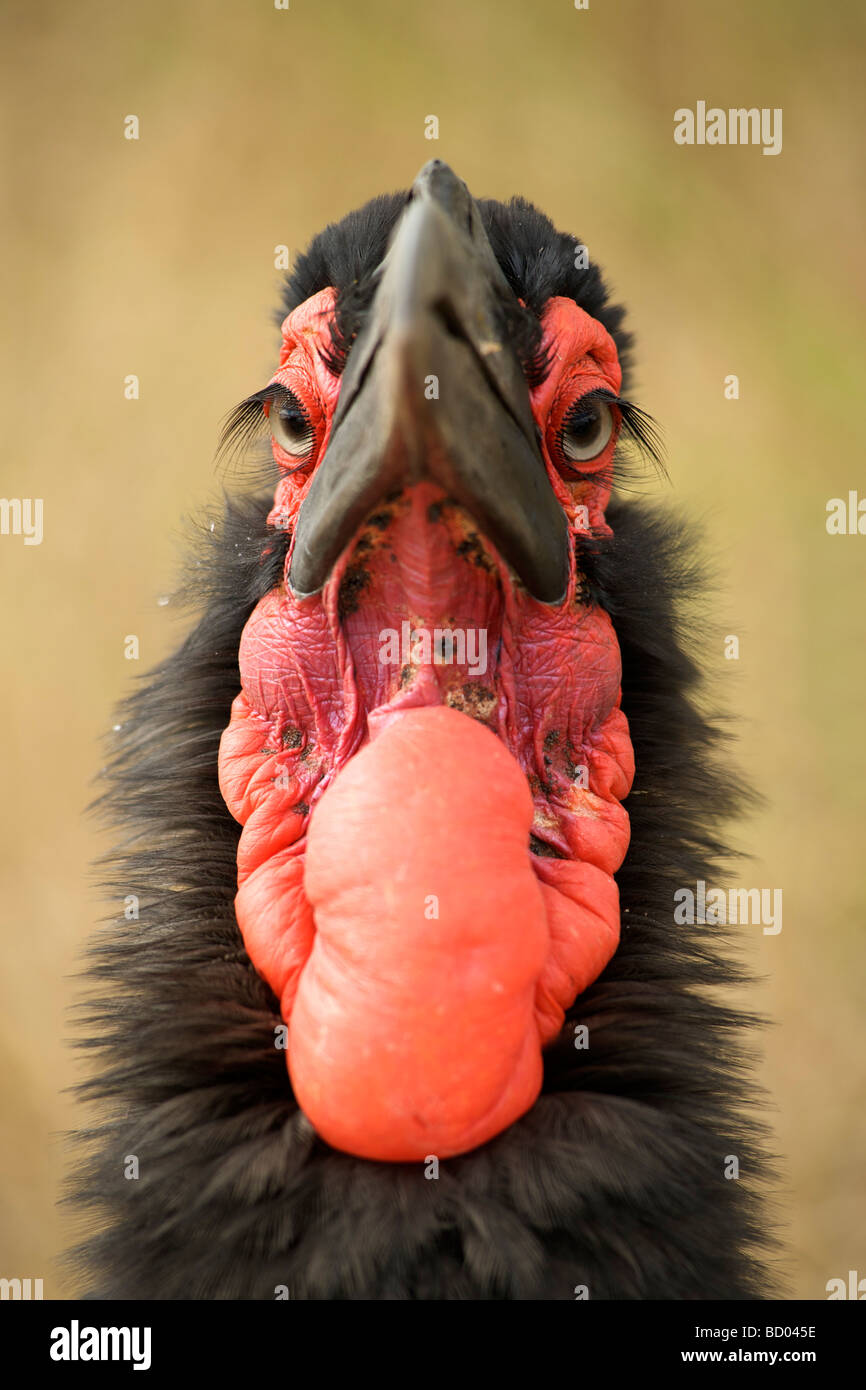 Southern Ground Hornbill (Bucorvus leadbeateri) in South Africa's Kruger National Park. Stock Photo
