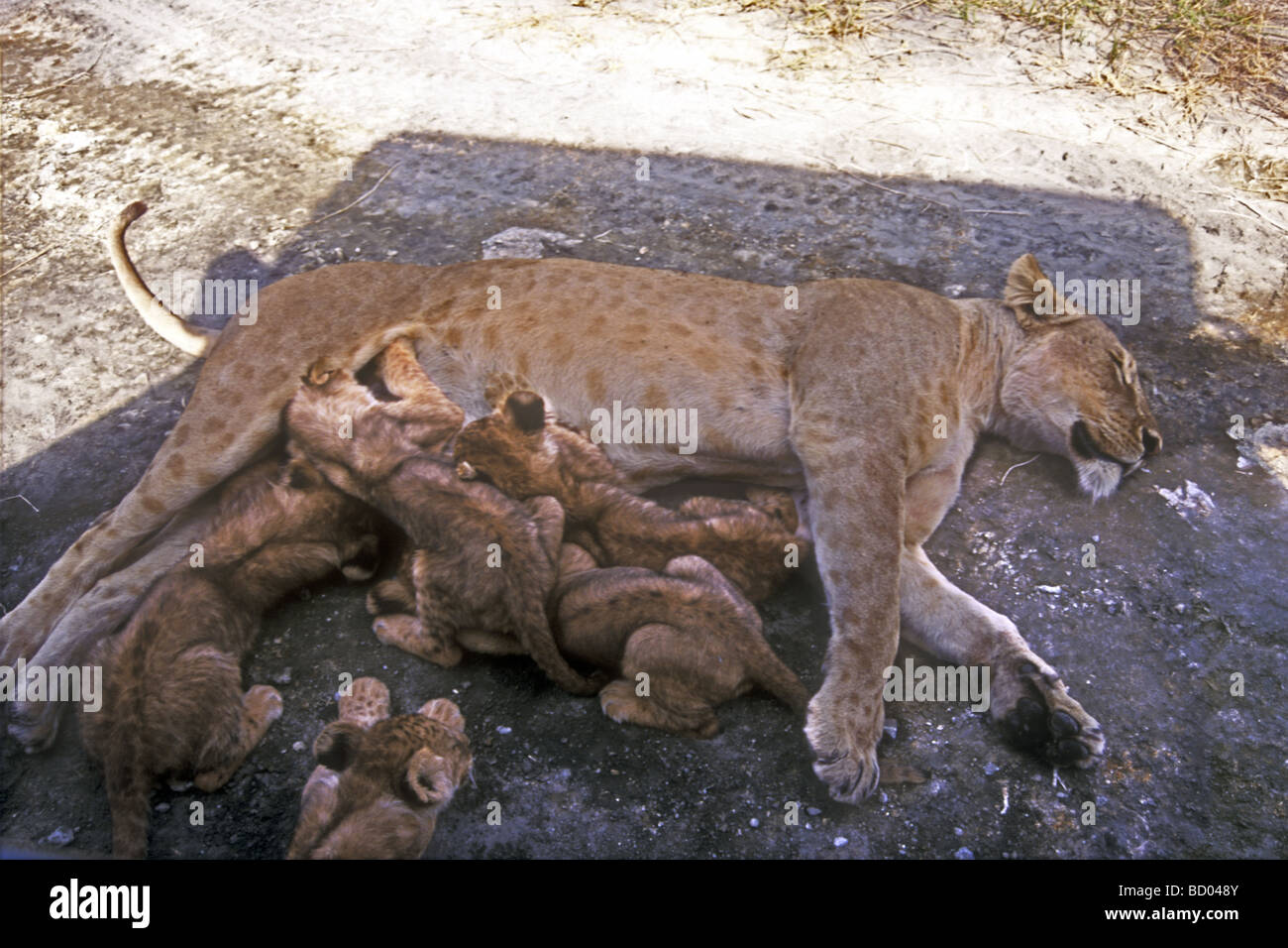 Habituated Lioness lying on road in shade of vehicle to suckle her cubs and escape heat Ngorongoro Crater Tanzania East Africa Stock Photo