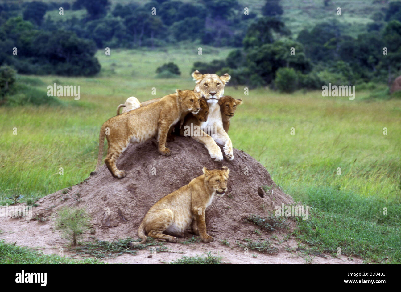 Alert Lioness and four half grown cubs on termite mound Masai Mara National Reserve Kenya East Africa Stock Photo