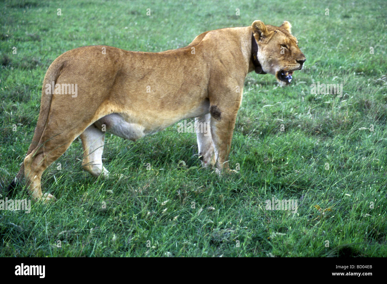 Well fed Lioness with full stomach wearing leather radio collar Serengeti National Park Tanzania East Africa Stock Photo