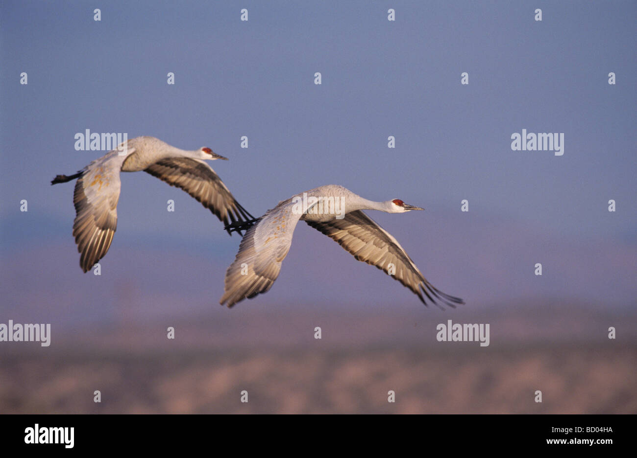 Sandhill Crane Grus canadensis adult and young in flight Bosque del Apache National Wildlife Refuge New Mexico USA Stock Photo