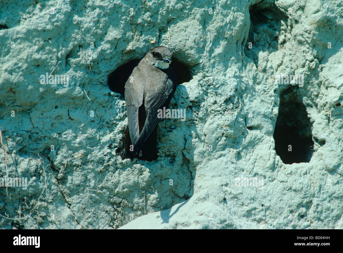 Sand Martin Hirundo riparia adult at nesting burrows in River bank Scrivia River Italy June 1997 Stock Photo