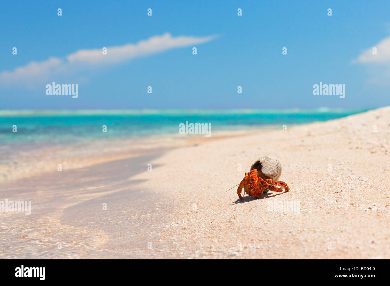 Strawberry land hermit crab, Rangiroa, Tuamotu Archipelago, French Polynesia Stock Photo