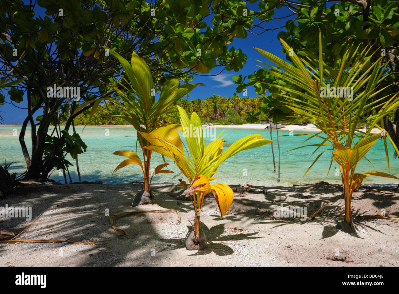Coconut buds in Rangiroa, Tuamotu Archipelago, French Polynesia Stock Photo