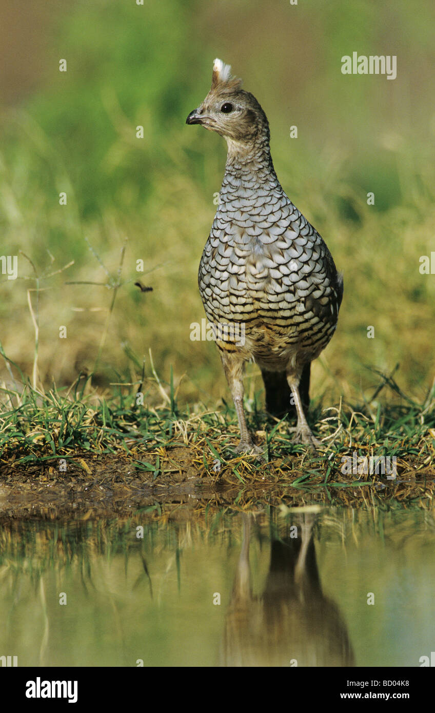 Scaled Quail Callipepla squamata adult at pond drinking Starr County Rio Grande Valley Texas USA May 2002 Stock Photo