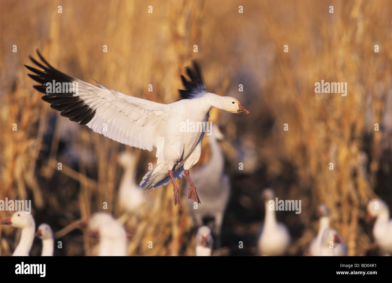 Snow Goose Chen caerulescens adult in flight Bosque del Apache National Wildlife Refuge New Mexico USA December 2003 Stock Photo