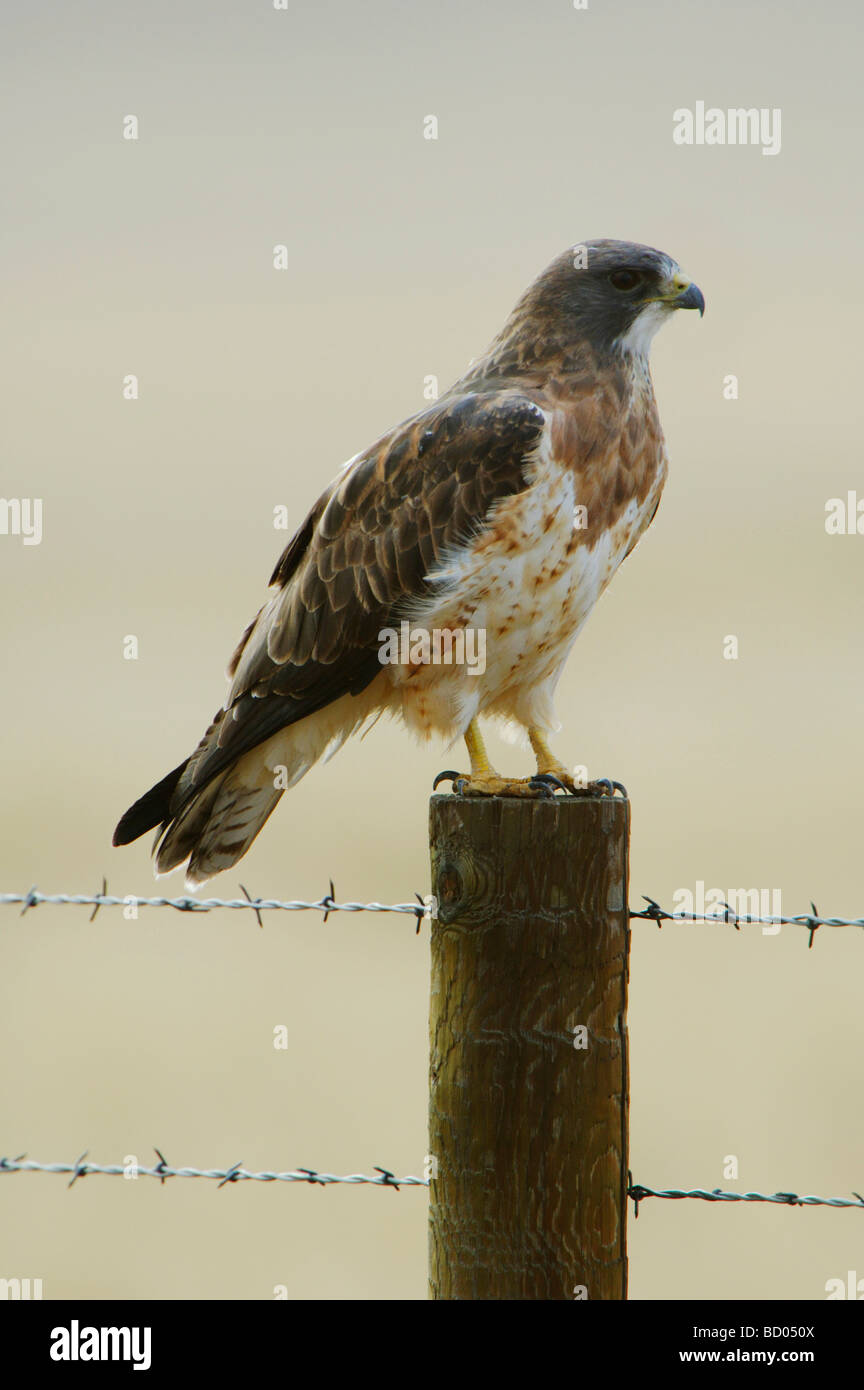 Swainson s Hawk Buteo swainsoni adult on fence post after rainstorm Rocksprings Wyoming September 2005 Stock Photo