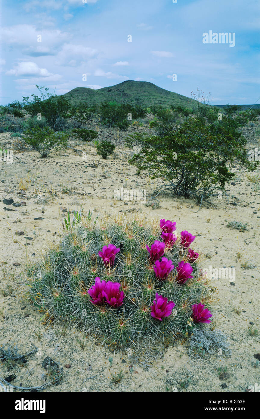 Strawberry Hedgehog Cactus Echinocereus enneacanthus blooming Big Bend National Park Texas USA April 2003 Stock Photo