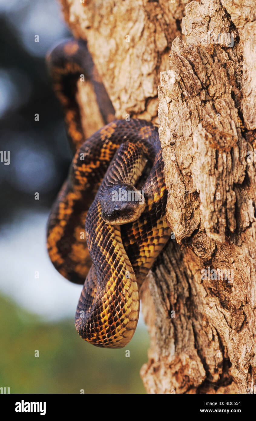 Texas Rat Snake Elaphe obsoleta lindheimeri adult Lake Corpus Christi Texas USA May 2003 Stock Photo